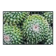 ���إޥå� wash+dry(�����å��� ����� �ɥ饤) Spiny Green 50��75cm