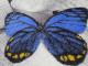 �ڼ��������۸��إޥåȡ����ե����ѥޥå� Office & Decor Butterfly / �Х��ե饤 120��160cm