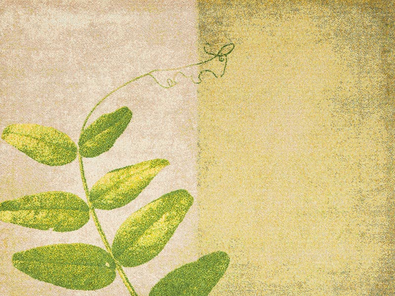 �ڼ��������۸��إޥåȡ����ե����ѥޥå� Office & Decor Pea Leaf / �ԡ��꡼�� 120��160cm