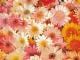 �ڼ��������۸��إޥåȡ����ե����ѥޥå� Office & Decor Flower Garden / �ե������ǥ� 90��150cm
