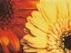 �ڼ��������۸��إޥåȡ����ե����ѥޥå� Office & Decor Gerbera / �����٥�  90��120cm