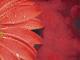 �ڼ��������۸��إޥåȡ����ե����ѥޥå� Office & Decor Red Floral / ��åɥե������  90��120cm