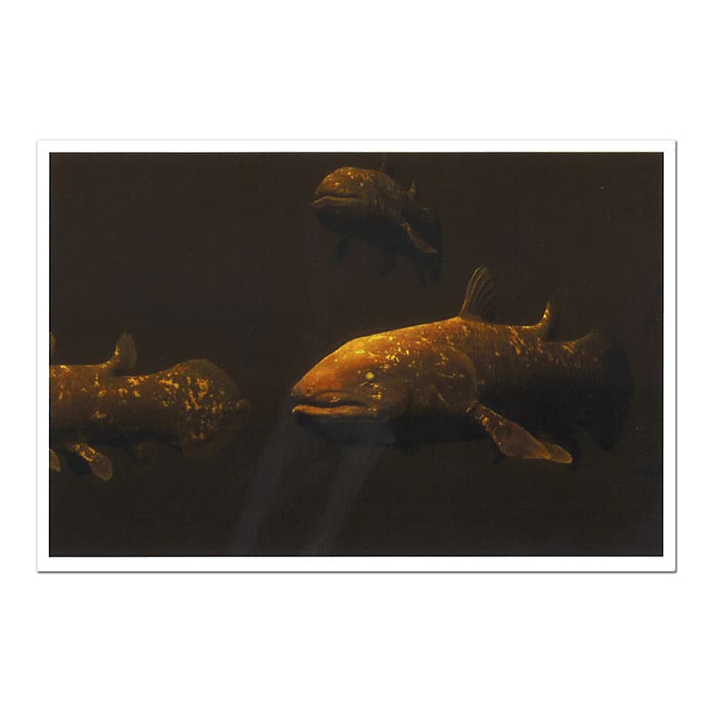 デイジー 稲垣匡人 〈ancient aquarium〉 ポストカード