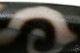 �ڹȼ뺽��ˡ��ʹ�ŷ���38mm��12mm�ۡڥ᡼���زġ�