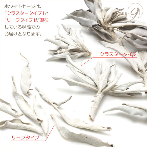 ̵�������ͥ��ƥ��֥���ꥫ��μ���ۥ磻�ȥ��������������