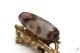 �ڹȼ뺽���ײ绰��ŷ���31mm��10mm�ۡڥ᡼���زġ�