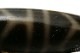 �ڸ�ʪ�¤�ۡ�Ϸ��ŷ�����Ĺ��ŷ���37mm��12mm�� �ڥ᡼���زġ�