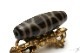 �ڸ�ʪ�¤�ۡ�Ϸ��ŷ�����Ĺ��ŷ���37mm��12mm�� �ڥ᡼���زġ�