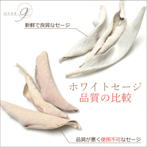 ̵�������ͥ��ƥ��֥���ꥫ��μ���ۥ磻�ȥ��������������