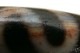 �ȼ뺽������ŷ���38mm��13mm���ڥ᡼�����Բġ�