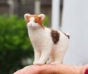 通りすがりの三毛猫