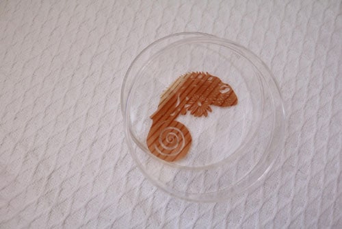 �ڤ골 ����쥪��in the bottle