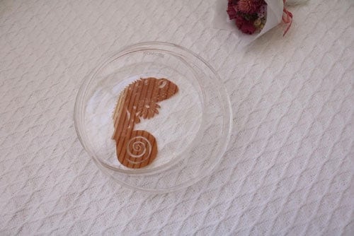 �ڤ골 ����쥪��in the bottle