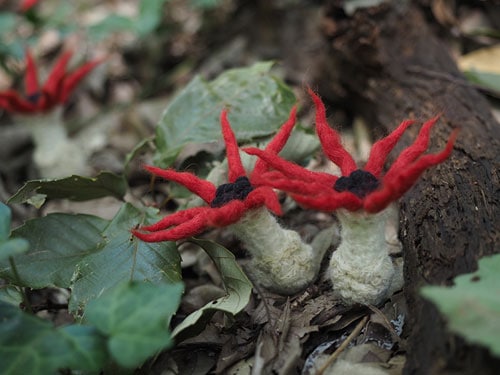 �����ҥȥǥ����Υޥ��ͥå�