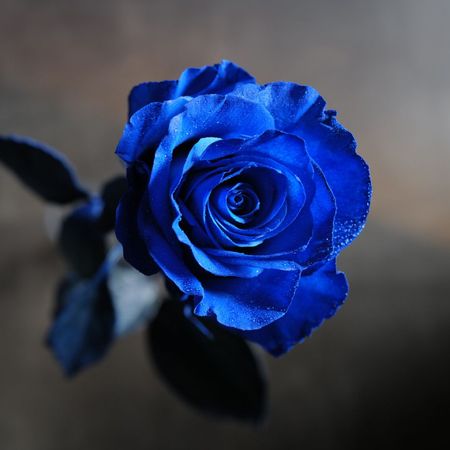 青いバラ｜ROSESHOP （ローズショップ）｜青いバラ、レインボーローズ