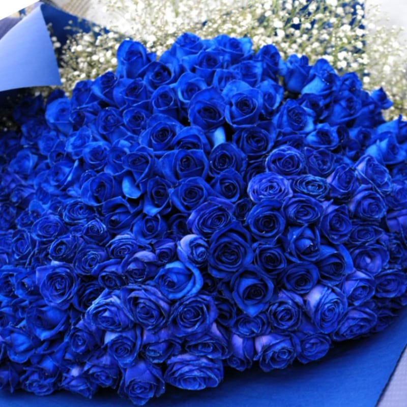 �Ĥ��Х�300�� ���饭�餫�������դ��β�«