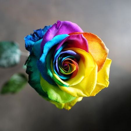 レインボーローズ｜青いバラ、レインボーローズの専門店 ROSESHOP