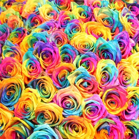 Ķ�����«���쥤��ܡ�������300�� ���饭�餫�������դ�