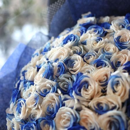 �֥롼����ɥۥ磻�ȥ�������50�ܤβ�«