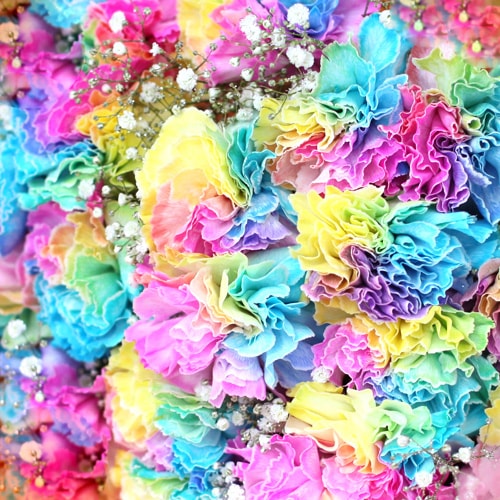 レインボーカーネーション50本の花束（キラキラかすみ草付）