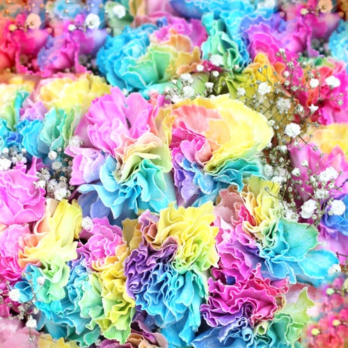 レインボーカーネーション100本の花束（キラキラかすみ草付） | バラ