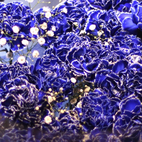 青いカーネーション50本とキラキラかすみ草の花束 | バラ・生花,青い