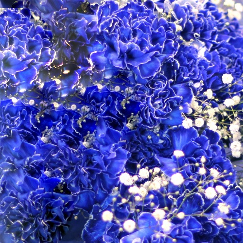 青いカーネーション100本とキラキラかすみ草の花束 | バラ・生花,青い