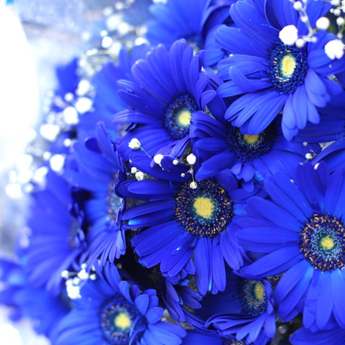 青いガーベラ10本とキラキラかすみ草の花束