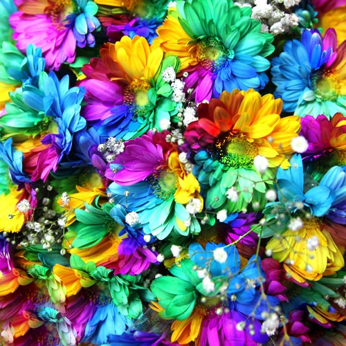 レインボーガーベラ100本の花束（キラキラかすみ草付き）