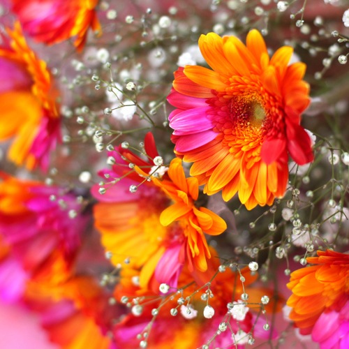 バイカラーガーベラ ピンク オレンジ 50本とキラキラかすみ草の花束 バラ 生花 バイカラーガーベラ 花束 Roseshop 青いバラ レインボーローズの専門店
