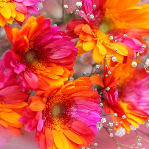 バイカラーガーベラ ピンク オレンジ 100本とキラキラかすみ草の花束 バラ 生花 バイカラーガーベラ 花束 Roseshop 青いバラ レインボーローズの専門店
