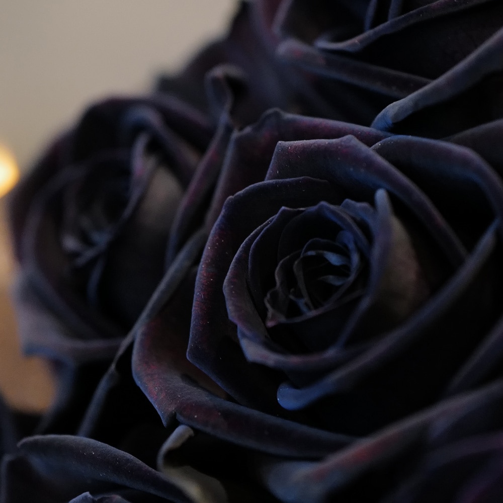黒薔薇　本数指定