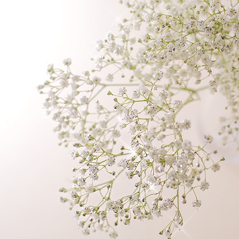 かすみ草ページ キラキラかすみ草 | バラ・生花,かすみ草,単品 | ROSESHOP 青い