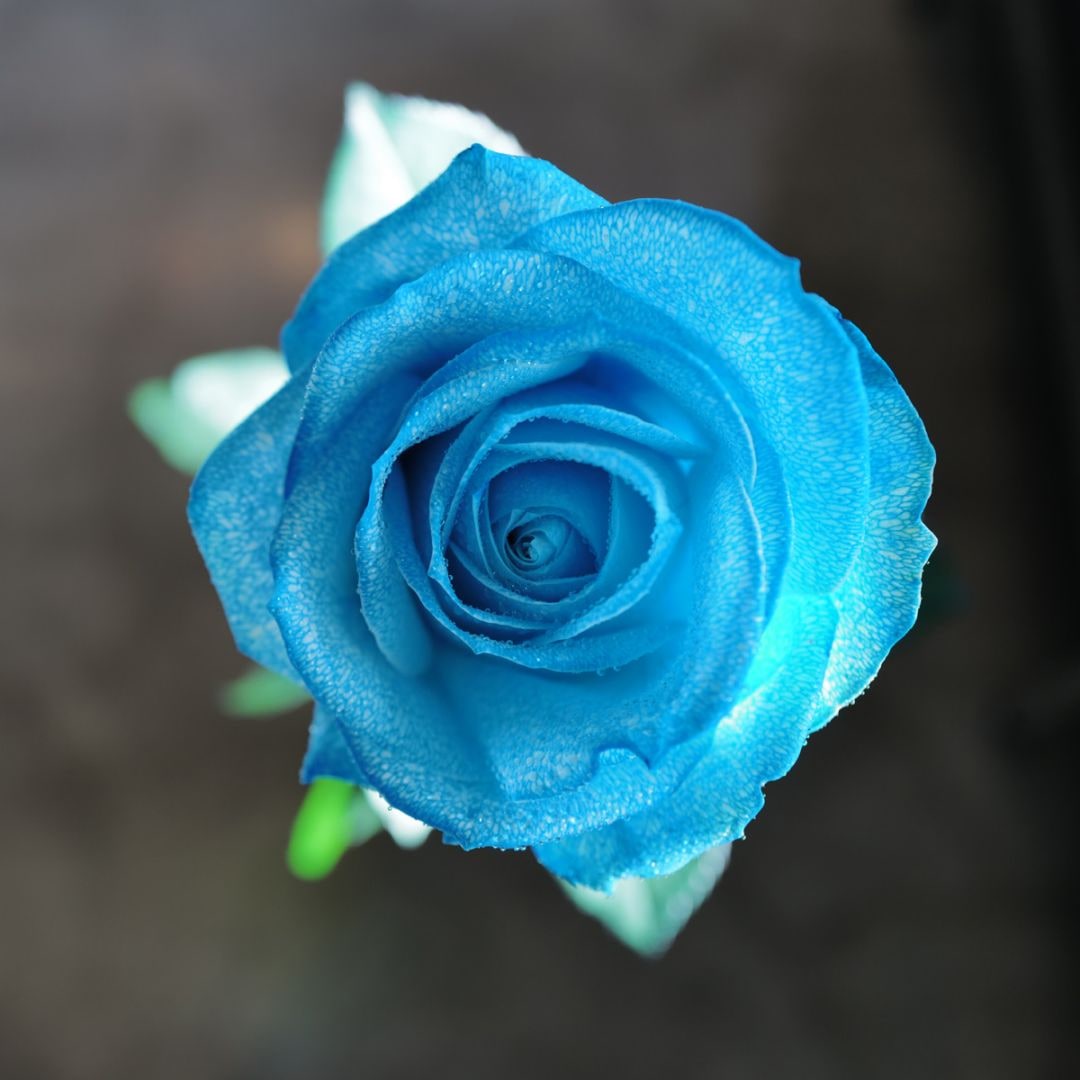 水色のバラ 本数指定 | バラ・生花,水色のバラ,本数指定 | ROSESHOP