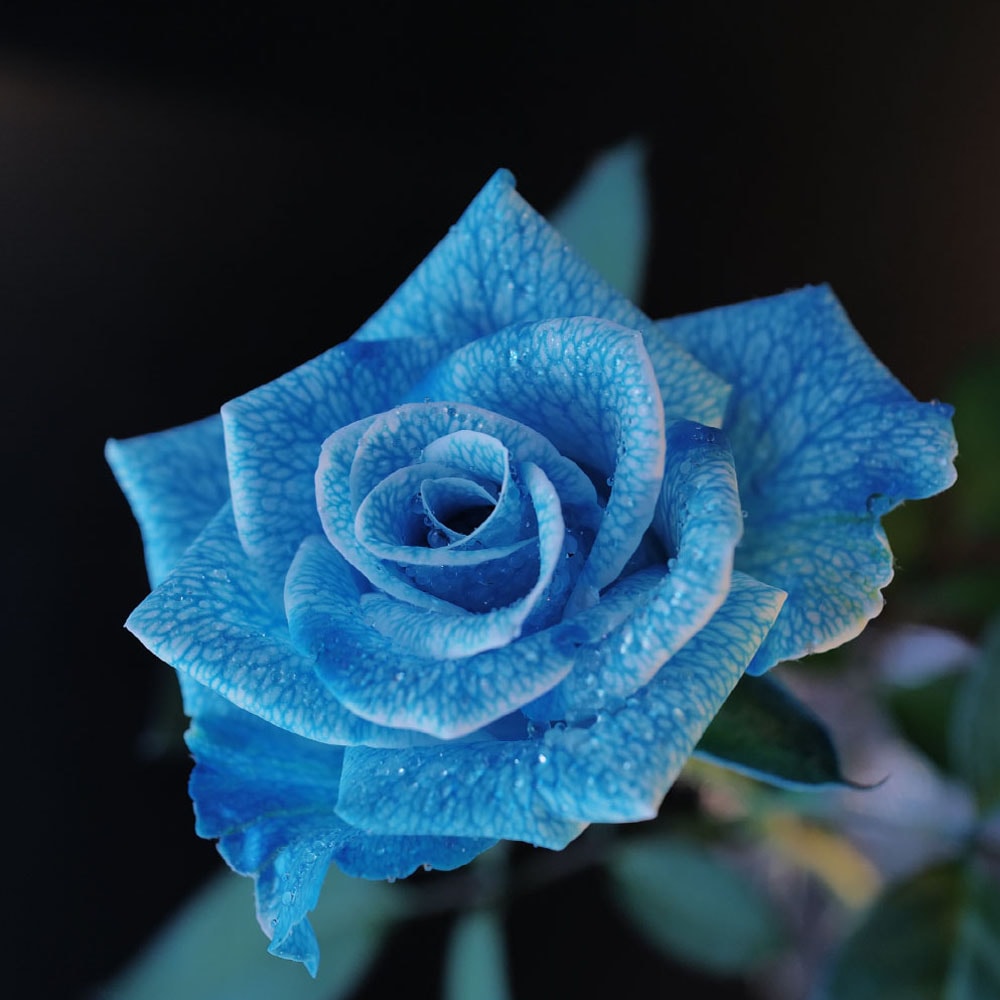 水色のバラ 本数指定 | バラ・生花,水色のバラ,本数指定 | ROSESHOP