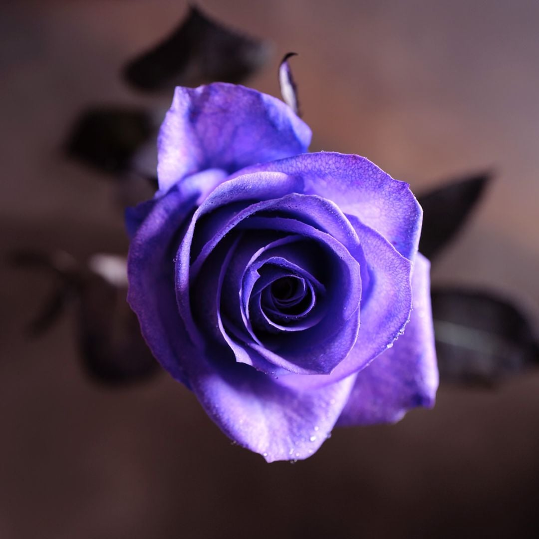 紫のバラ 本数指定 | すべての商品 | ROSESHOP 青いバラ、レインボー