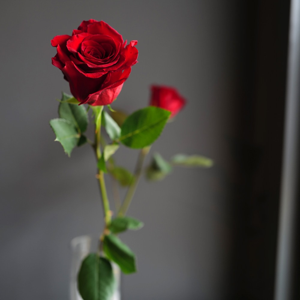 赤薔薇（ラメなし）　本数指定