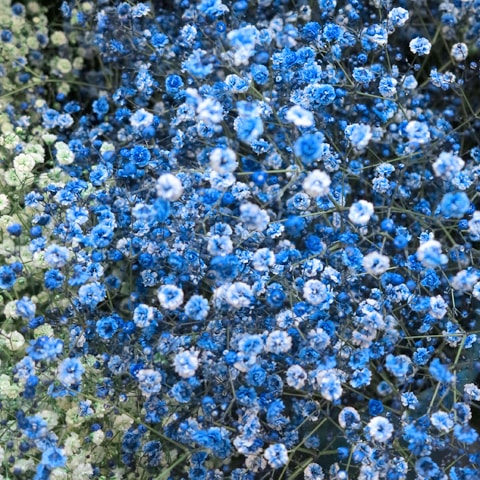 �֥롼����ɥۥ磻�ȥ�������12�ܤβ�«