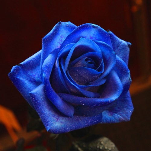 ĤХ10ܤȥ饭餫Υ󥸥