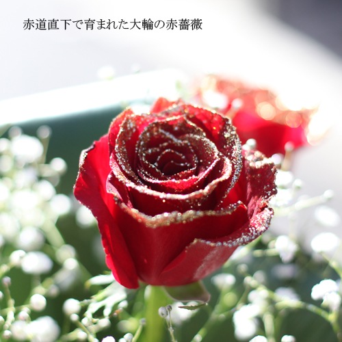 赤薔薇ゴールドラメ10本とキラキラかすみ草のアレンジメント-ROSESHOP 青いバラ、レインボーローズの専門店