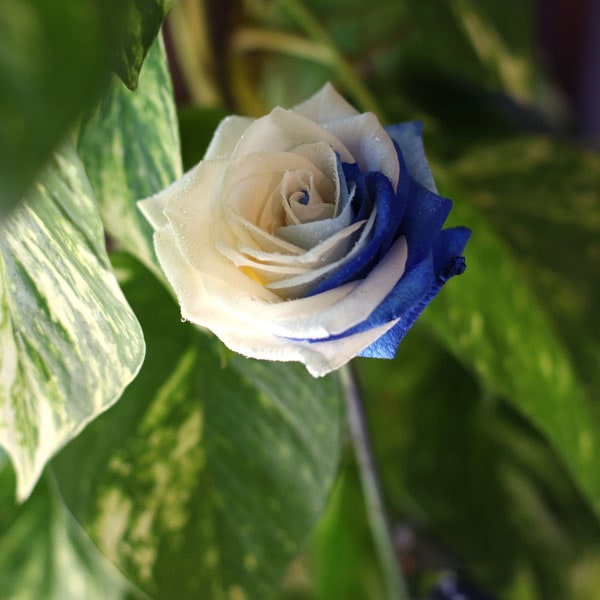 ブルーアンドホワイトローズ 10本の花束 バラ 生花 ブルーアンドホワイトローズ 花束 Roseshop 青いバラ レインボーローズの専門店 ブルーアンドホワイトローズ 10本の花束 バラ 生花 ブルーアンドホワイトローズ 花束 Roseshop 青いバラ レインボーローズの専門店