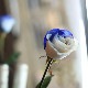 �֥롼����ɥۥ磻�ȥ�������20�ܤβ�«