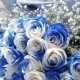 �֥롼����ɥۥ磻�ȥ�������30�ܤβ�«