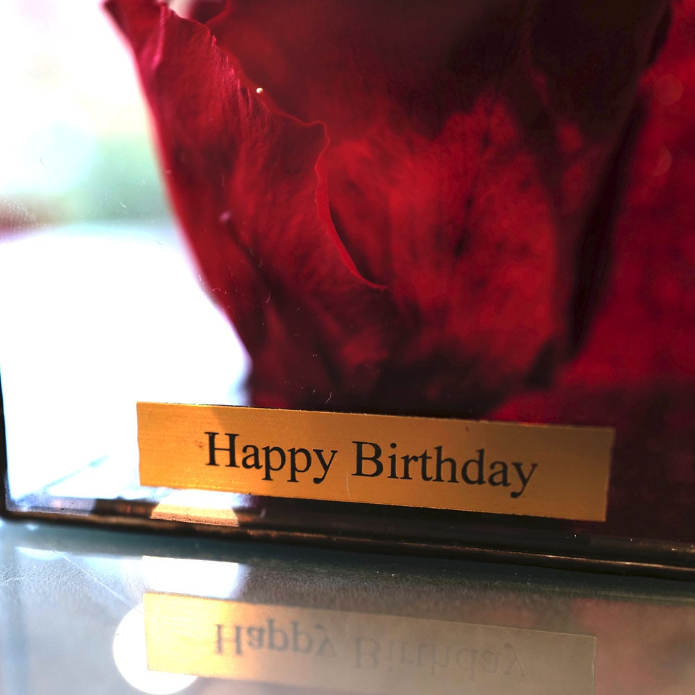 ���� �ץꥶ���֥ɥե���in ���ƥ�ɥ��饹