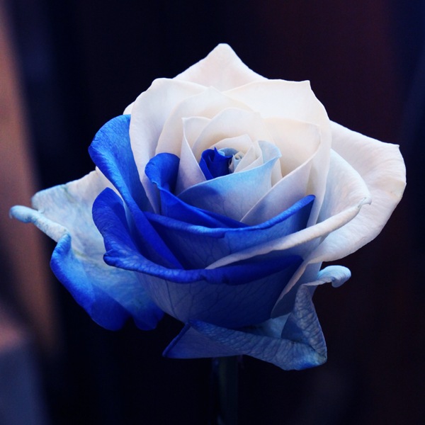 ブルーアンドホワイトローズ 50本の花束 バラ 生花 ブルーアンドホワイトローズ 花束 Roseshop 青いバラ レインボーローズの専門店