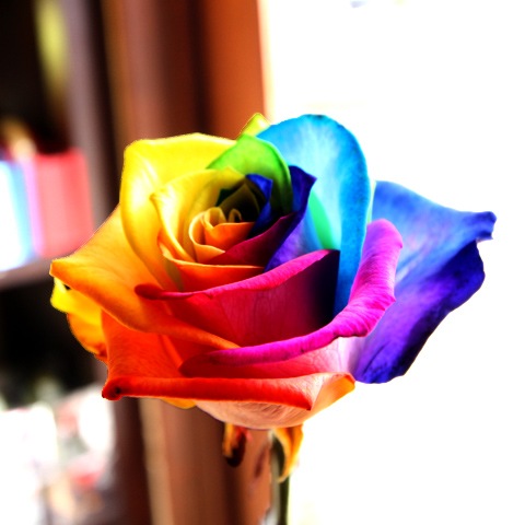 レインボーローズ Circleglass アレンジメント ｌ バラ 生花 レインボーローズ フラワーアレンジメント Roseshop 青いバラ レインボーローズの専門店