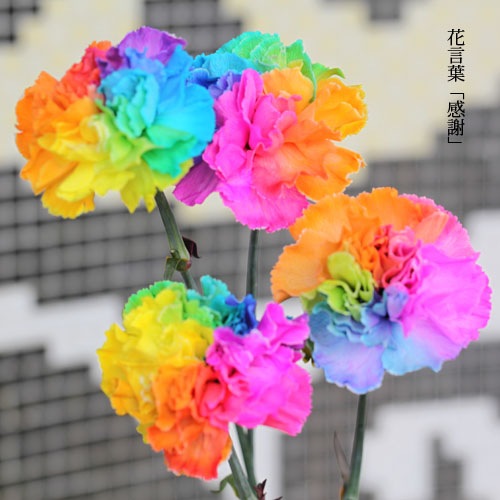 レインボーカーネーション30本の花束 キラキラかすみ草付 バラ 生花 レインボーカーネーション 花束 Roseshop 青いバラ レインボー ローズの専門店