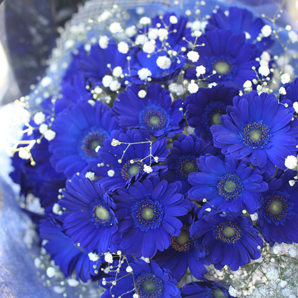 青いガーベラ30本とキラキラかすみ草の花束 色から探す 青 青いガーベラ 生花類 花束 Roseshop 青いバラ レインボーローズの専門店