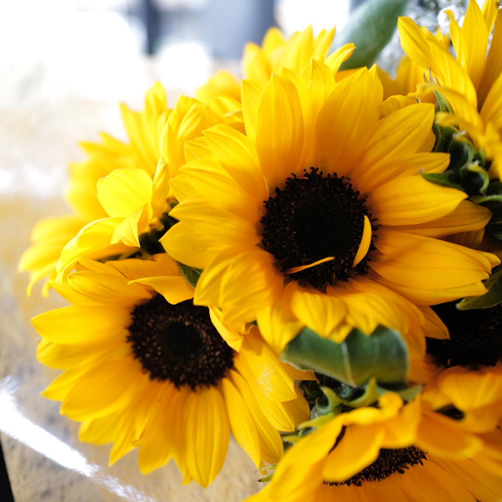 �Ҥޤ��20�ܤβ�«