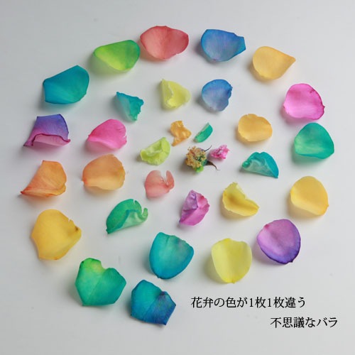 ���饭��쥤��ܡ���������20�ܤβ�«